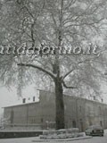 Largo Ponte, l'albero della Libert